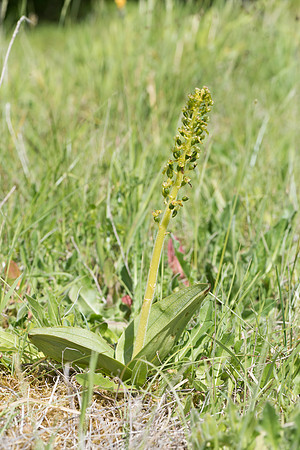Neottia ovata, Common Twayblade, Burghclere June 6th 2015