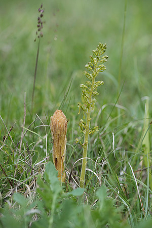 Neottia ovata, Common Twayblade and Orobanche  elatior, Knapweed Broomrape. Burghclere June 6th 2015