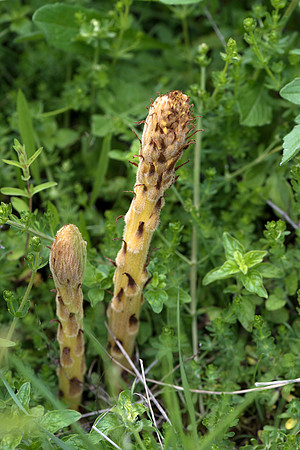 Orobanche eliator, Knapweed Broomrape. Burghclere June 6th 2015