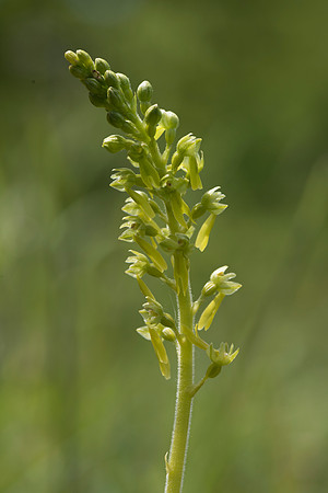 Neottia ovata, Common Twayblade, Burghclere June 6th 2015