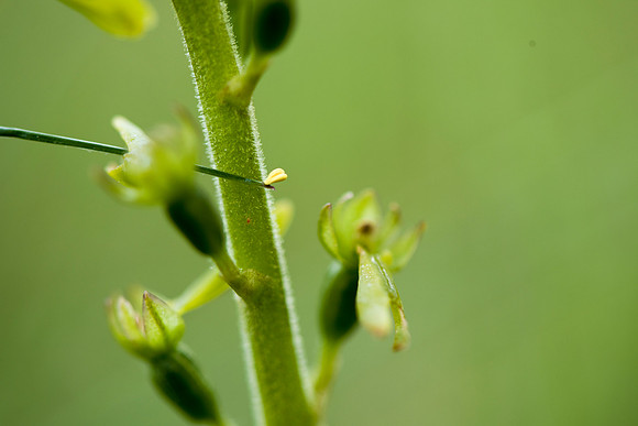 Neottia ovata, Common Twayblade, Burghclere June 6th 2015