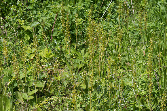Neottia ovata, Common Twayblade, Burghclere June 6th 2015