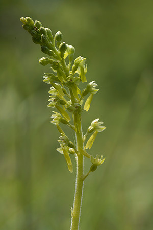 Neottia ovata, Common Twayblade, Burghclere June 6th 2015