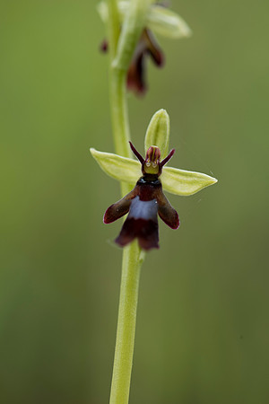 Ophrys insectifera, Fly Orchid. Burghclere June 6th 2015.