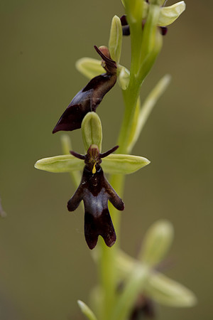 Ophrys insectifera, Fly Orchid. Burghclere June 6th 201