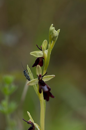 Ophrys insectifera, Fly Orchid. Burghclere June 6th 201