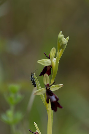 Ophrys insectifera, Fly Orchid. Burghclere June 6th 201