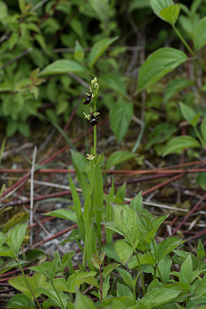Ophrys insectifera, Fly Orchid. Burghclere June 6th 201