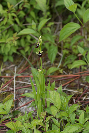 Ophrys insectifera, Fly Orchid. Burghclere June 6th 201