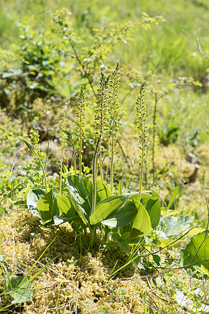 Neottia ovata, Common Twayblade, Burghclere June 6th 2015
