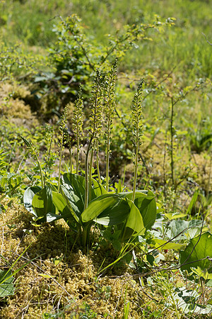 Neottia ovata, Common Twayblade, Burghclere June 6th 2015