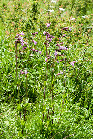 Silene dioica, Red Campion. June 2015