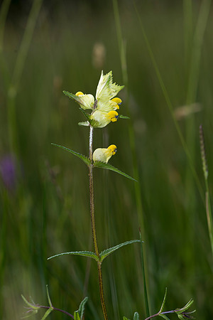 Rhinanthus sp. A hemiparasite