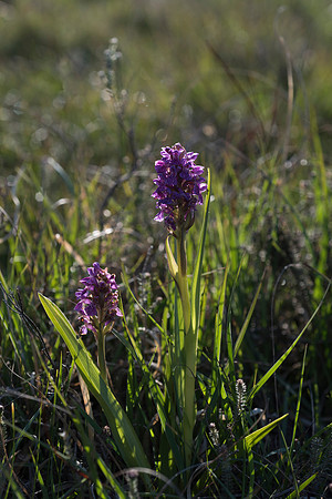 Dactylorhiza incarnata, Early Marsh Orchid, New Forest, 10th June 2015