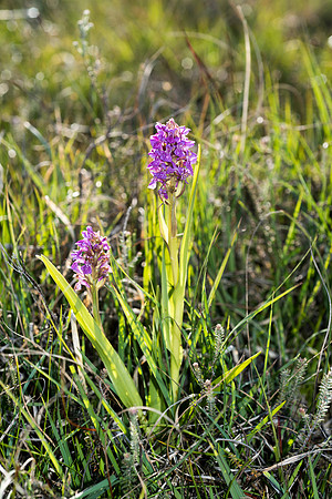 Dactylorhiza incarnata, Early Marsh Orchid, New Forest, 10th June 2015
