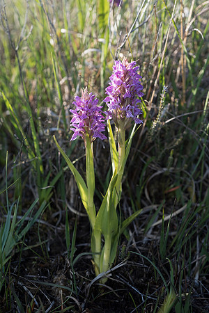 Dactylorhiza incarnata, Early Marsh Orchid, New Forest, 10th June 2015
