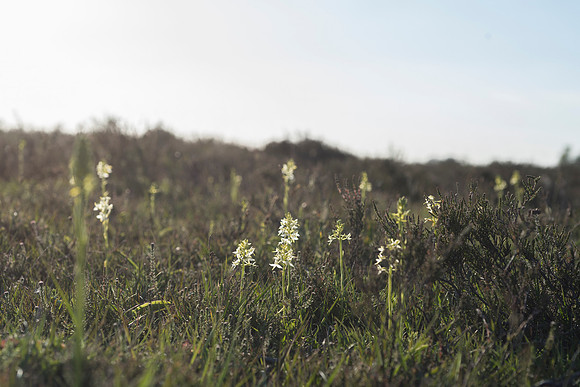 Platanthera bifolia, Lesser Butterfly Orchid. New Forest, June 10th 2015
