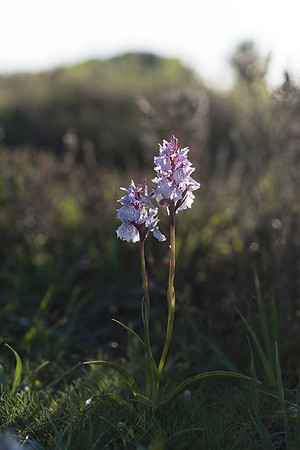 Dactylorhiza maculata, Heath-spotted Orchid, New Forest, 10th June 2015
