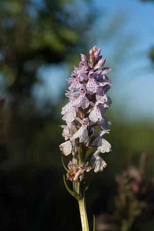 Dactylorhiza maculata, Heath-spotted Orchid, New Forest, 10th June 2015
