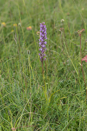 Gymnadenia conopsea, Chalk/Common Fragrant Orchid. Martin Down, June 12th 2015