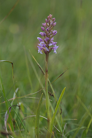 Gymnadenia conopsea, Chalk/Common Fragrant Orchid. Martin Down, June 12th 2015