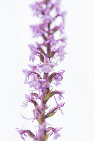 Gymnadenia conopsea, Chalk/Common Fragrant Orchid. Martin Down, June 12th 2015