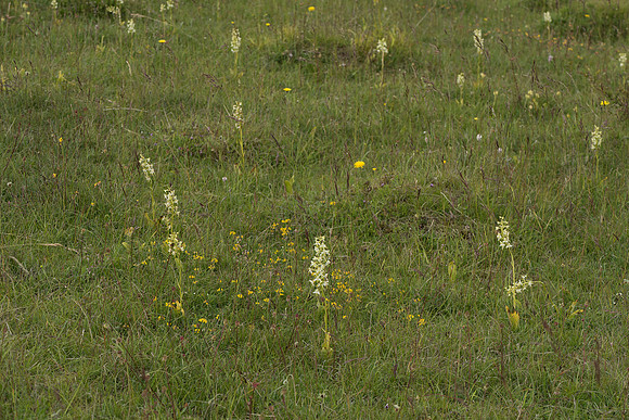 Platanthera chlorantha, Greater Butterfly Orchid. Martin Down June 12th 2015