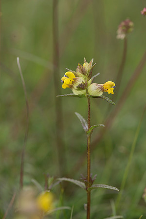Rhinanthus sp. A hemiparasite
