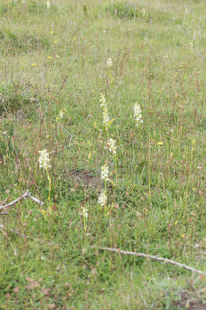 Platanthera chlorantha, Greater Butterfly Orchid. Martin Down June 12th 2015