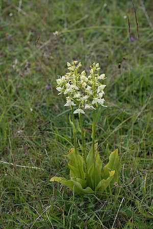 Platanthera chlorantha, Greater Butterfly Orchid. Martin Down June 12th 2015