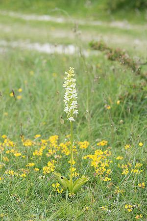 Platanthera chlorantha, Greater Butterfly Orchid. Martin Down June 12th 2015