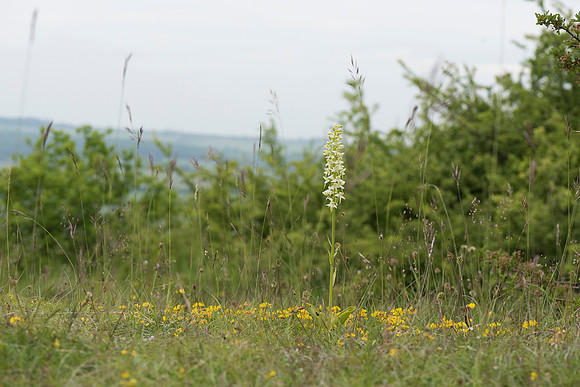 Platanthera chlorantha, Greater Butterfly Orchid. Martin Down June 12th 2015