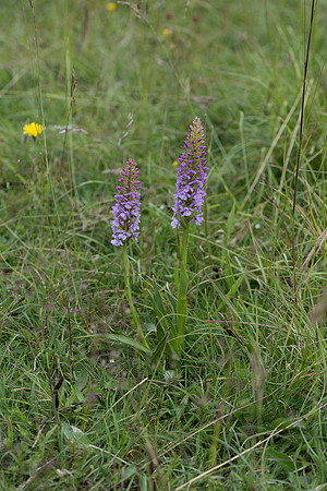 Gymnadenia conopsea, Chalk/Common Fragrant Orchid. Martin Down, June 12th 2015