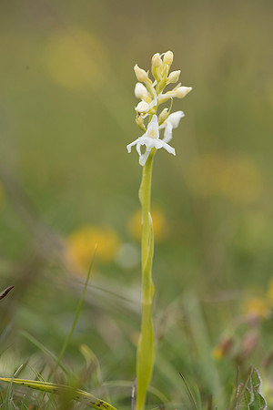 Platanthera chlorantha, Greater Butterfly Orchid. Martin Down June 12th 2015