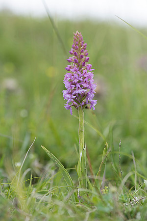 Gymnadenia conopsea, Chalk/Common Fragrant Orchid. Martin Down, June 12th 2015