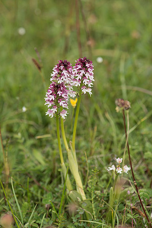 Neotinea ustulata, Burnt-tip Orchids, Martin Down June 12th 2015