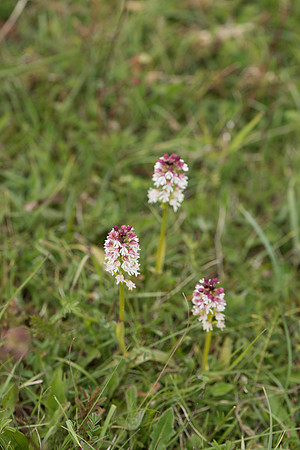 Neotinea ustulata, Burnt-tip Orchids, Martin Down June 12th 2015