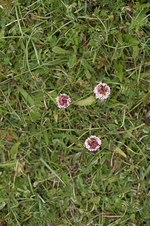 Neotinea ustulata, Burnt-tip Orchids, Martin Down June 12th 2015