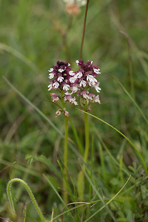 Neotinea ustulata, Burnt-tip Orchids, Martin Down June 12th 2015