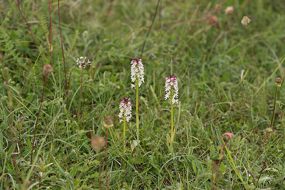 Neotinea ustulata, Burnt-tip Orchids, Martin Down June 12th 2015