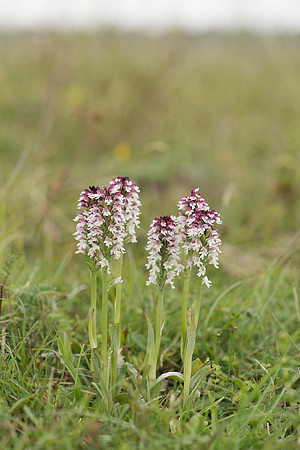 Neotinea ustulata, Burnt-tip Orchids, Martin Down June 12th 2015