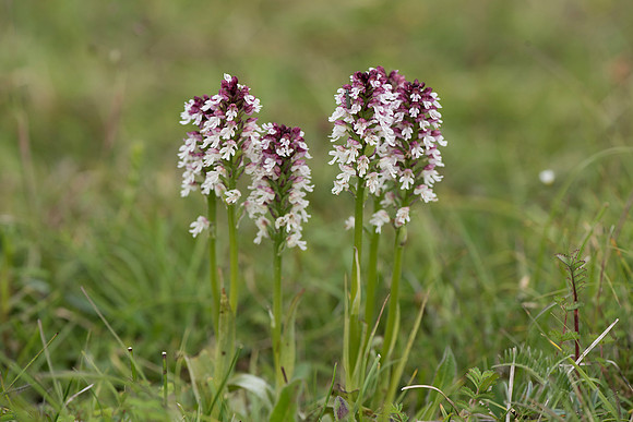 Neotinea ustulata, Burnt-tip Orchids, Martin Down June 12th 2015