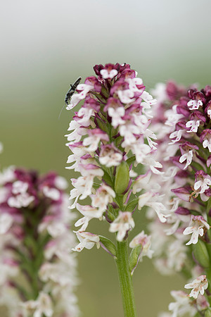 Neotinea ustulata, Burnt-tip Orchids, Martin Down June 12th 2015