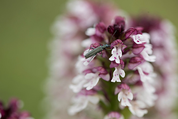 Neotinea ustulata, Burnt-tip Orchids, Martin Down June 12th 2015