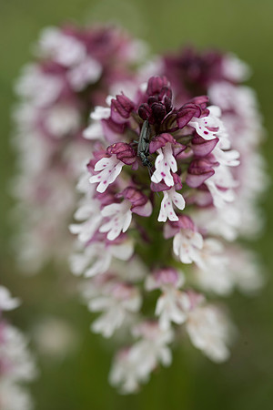 Neotinea ustulata, Burnt-tip Orchids, Martin Down June 12th 2015