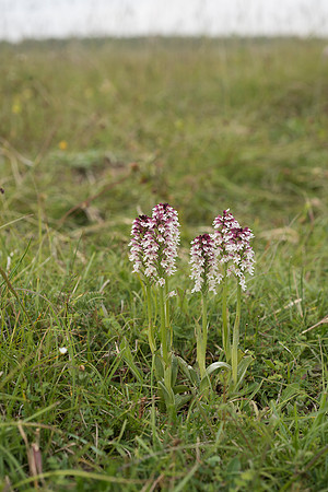 Neotinea ustulata, Burnt-tip Orchids, Martin Down June 12th 2015