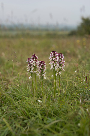 Neotinea ustulata, Burnt-tip Orchids, Martin Down June 12th 2015