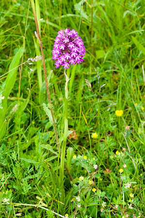 Anacamptis pyramidalis, Pyramidal Orchid