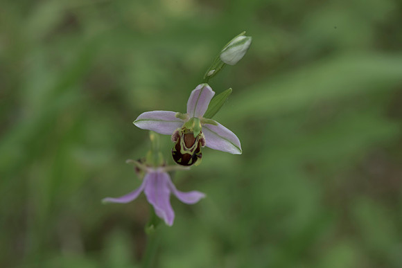 Ophrys apifera, Bee Orchid, Nursling 20th June 2015