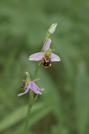 Ophrys apifera, Bee Orchid, Nursling 20th June 2015